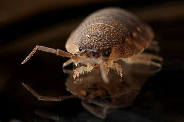 PEST CONTROL BROXBOURNE, Hertfordshire. Services: Bed Bug Pest Control. We offer affordable and reliable bed bug pest control services to meet your budget and needs.