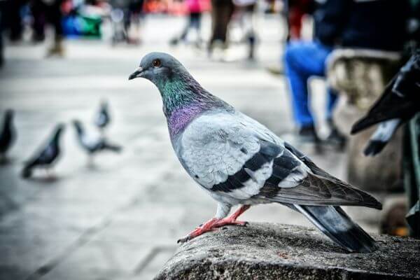 PEST CONTROL BROXBOURNE, Hertfordshire. Pests Our Team Eliminate - Pigeons.