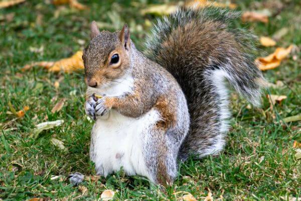 PEST CONTROL BROXBOURNE, Hertfordshire. Services: Squirrel Pest Control. Get rid of squirrels and prevent damage to your property with our professional squirrel pest control services.